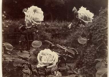 Vintage Rose Photograph