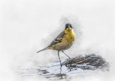 Yellow Wagtail Watercolor