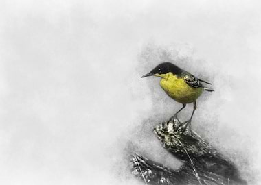 Yellow Wagtail Watercolor