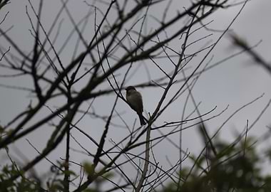 Sparrow on Bare Branch