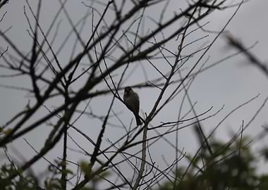 Sparrow on Bare Branch