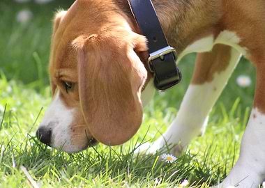 Beagle Sniffing Grass