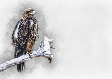 Eagle on Branch