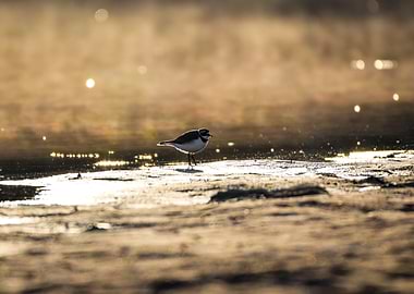 Bird on a Misty Shore