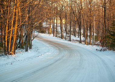 Snowy Forest Road