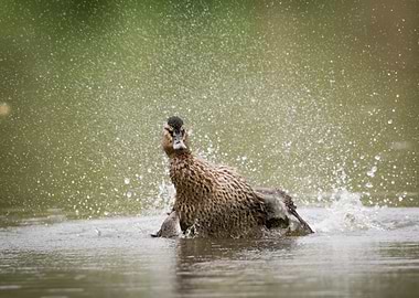 Duck Shaking Water