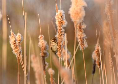 Bird in Cattail Marsh
