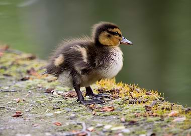 Duckling on Mossy Edge