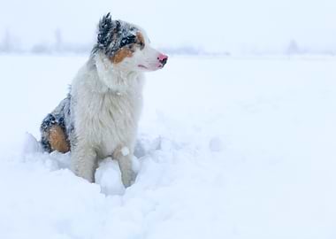 Australian Shepherd in Snow