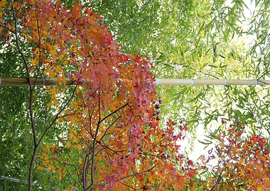 Autumn Leaves and Bamboo