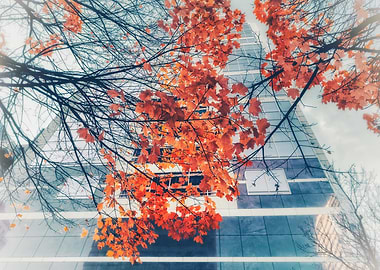 Autumn Leaves and Skyscraper