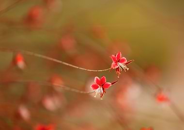 Delicate Red Flowers