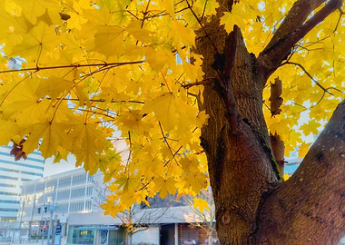 Autumn Tree with Yellow Leaves