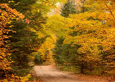 Autumn Forest Path in northern Michigan