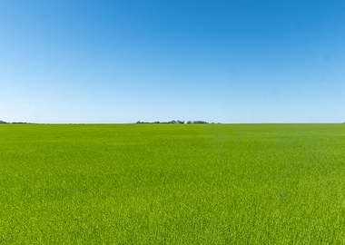 Green Field Under Blue Sky