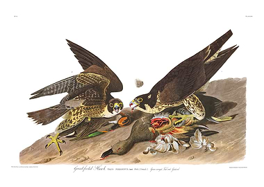The Birds of America - Great-footed Hawk