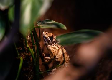 Chameleon on Branch
