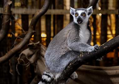 Lemur on Branch