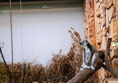 Ring-tailed Lemur on Branch