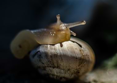 Snail Close-Up