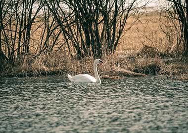 White Swan in a Lake Jezero