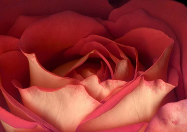 Rose Close-Up