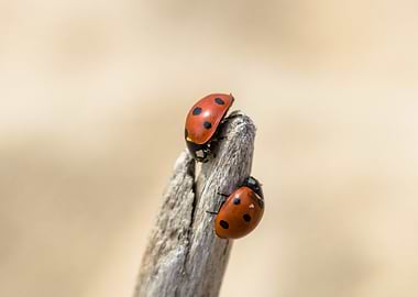 Two Ladybugs on a Twig
