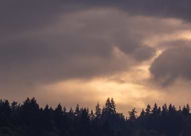 Silhouetted Forest at Sunset