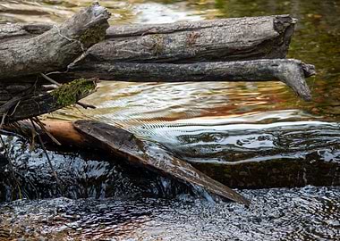 Stream with Driftwood