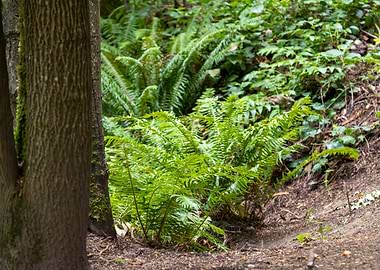 Fern Patch in Forest