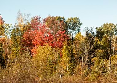Autumn Forest Landscape