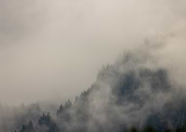 Misty Mountain Forest