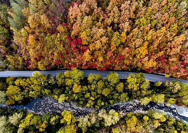 Autumn Forest Aerial View