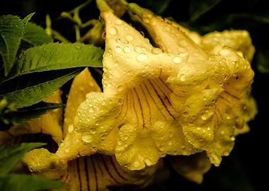 Yellow Flower with Dew Drops