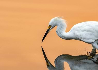 Snowy Egret During Sunset