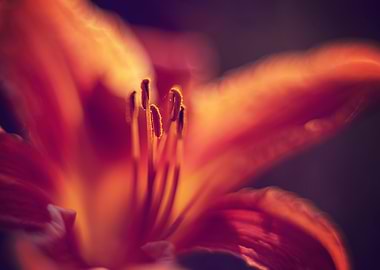 Close-up Red Lily Flower