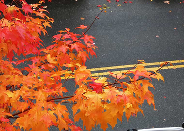 Autumn Leaves on Asphalt