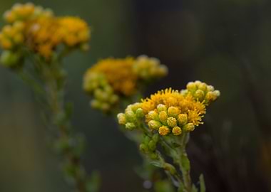 Yellow Wildflowers