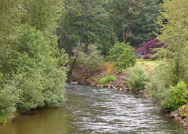 River Flowing Through Trees