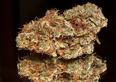 Cannabis Bud Close-Up