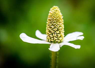 White Flower with Yellow Center