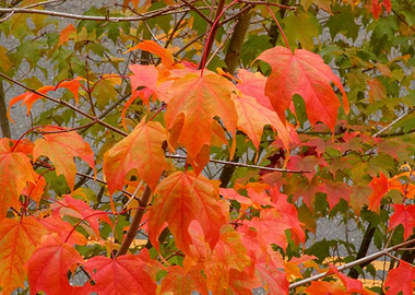 Autumn Maple Leaves