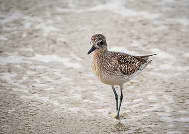 Shorebird on Sandy Beach