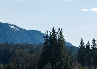 Forest Landscape with Snow-Capped Peak