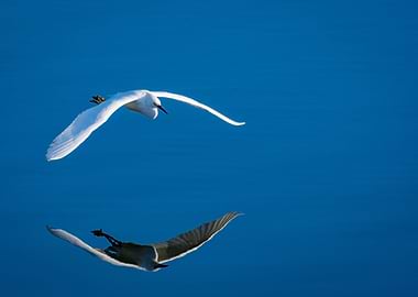 Reflections in Flight