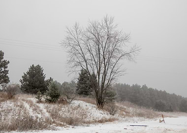 Winter Landscape with Bare Tree