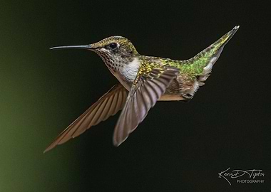 Hummingbird in Flight