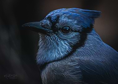 Blue Jay Close-Up