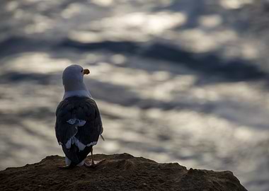 Seagull on a Cliff