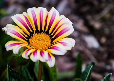 Striped Flower Close-Up